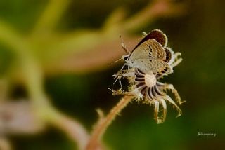 Mcevher Kelebei (Chilades trochylus)