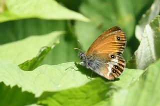Funda Zpzp Perisi (Coenonympha arcania)