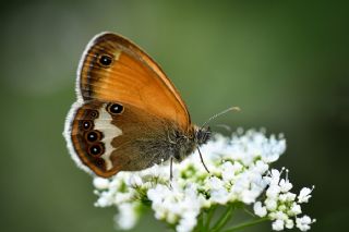 Funda Zpzp Perisi (Coenonympha arcania)