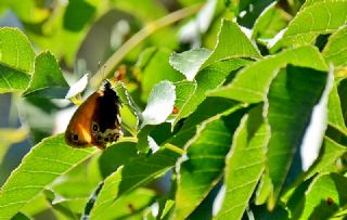 Funda Zpzp Perisi (Coenonympha arcania)