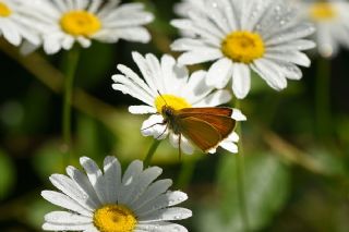 Sar Antenli Zpzp (Thymelicus sylvestris)