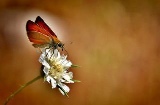 Sar Antenli Zpzp (Thymelicus sylvestris)