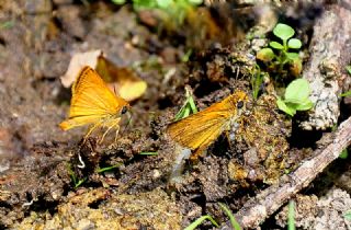 Sar Antenli Zpzp (Thymelicus sylvestris)