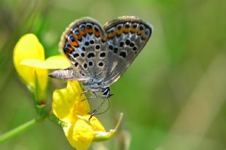 das Mavisi, Esmergz (Plebejus idas)