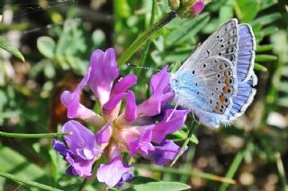 okgzl Amanda (Polyommatus amandus)