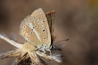 Anormal okgzl (Polyommatus admetus)