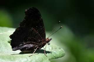 Tavus Kelebei (Inachis io)