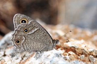 Beyaz Bandl Karamelek (Hipparchia parisatis)