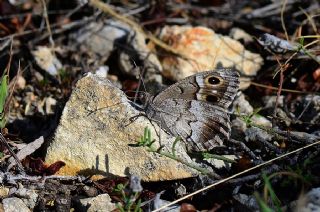 Aa Karamelei (Hipparchia statilinus)