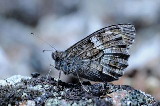 Aa Karamelei (Hipparchia statilinus)