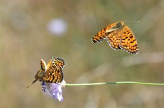 Benekli Byk parhan (Melitaea phoebe)