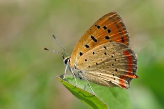 Osmanl Atei (Lycaena ottomanus)