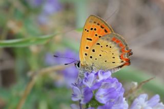 Osmanl Atei (Lycaena ottomanus)