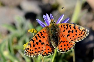 Balkan Meneke Kelebei (Boloria graeca)