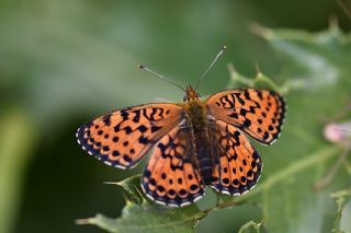 ift Noktal Brentis (Brenthis hecate)