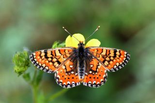 Gzel Nazuum (Euphydryas orientalis)