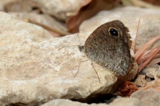 Karagz (Ypthima asterope)