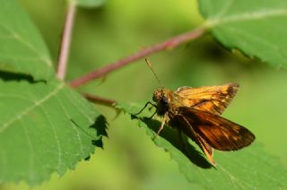 Orman Zpzp (Ochlodes sylvanus)
