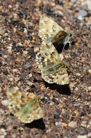 Mermer Zpzp (Carcharodus lavatherae)