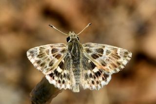 ark Zpzp (Carcharodus orientalis)