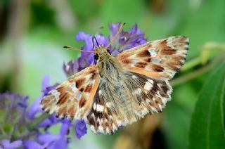 Mermer Zpzp (Carcharodus lavatherae)