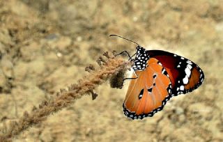 Sultan (Danaus chrysippus)