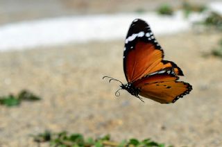 Sultan (Danaus chrysippus)