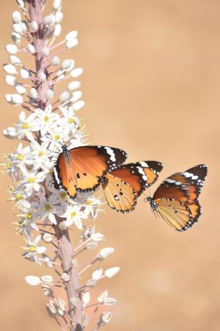 Sultan (Danaus chrysippus)