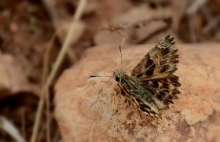 Hatmi Zpzp (Carcharodus alceae)