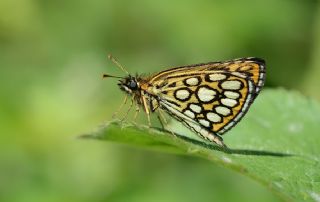 Beyaz Benekli Zpzp (Heteropterus morpheus)