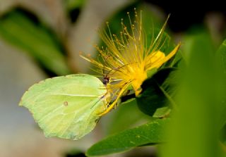 Kleopatra (Gonepteryx cleopatra)