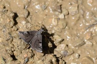 Kara Zpzp (Erynnis marloyi)