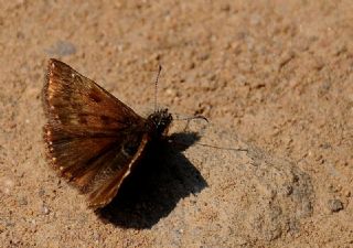 Pasl Zpzp (Erynnis tages)