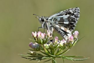 Gzel Zpzp (Pyrgus cinarae)