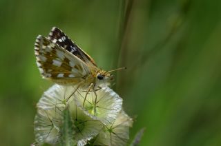 Gzel Zpzp (Pyrgus cinarae)