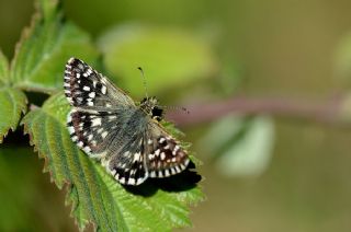 Ege Zpzp (Pyrgus melotis)