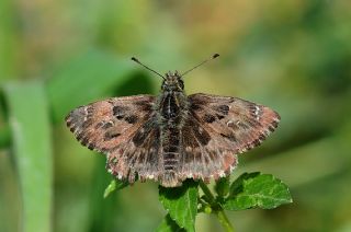 Hatmi Zpzp (Carcharodus alceae)