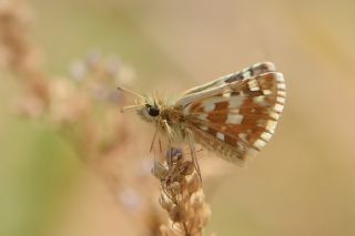 Beparmakotu Zpzp (Pyrgus carlinae)