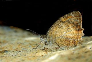 Osmanl Yalanccads (Pseudochazara mamurra)