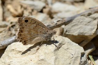 Levantin Yalanccads (Pseudochazara pelopea)