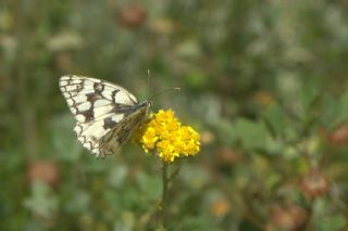 Uygur Melikesi (Melanargia russiae)