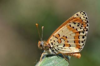 ranl parhan (Melitaea persea)