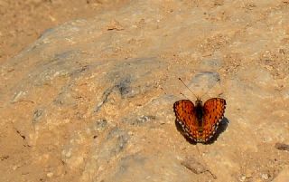 Cezayirli parhan (Melitaea ornata)