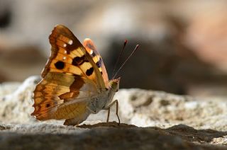 Anadolu ehzadesi (Thaleropis ionia)