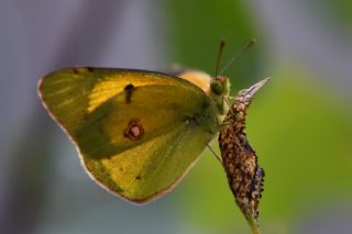 Anadolu Azameti (Colias aurorina)