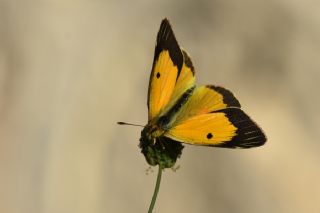 Anadolu Azameti (Colias aurorina)