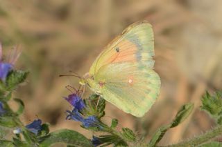 Turan Azameti (Colias thisoa)