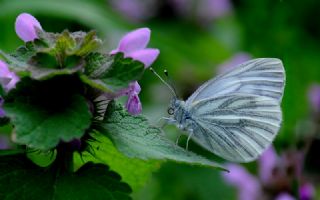 Yalanc Beyazmelek (Pieris pseudorapae)
