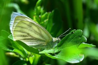 Yalanc Beyazmelek (Pieris pseudorapae)