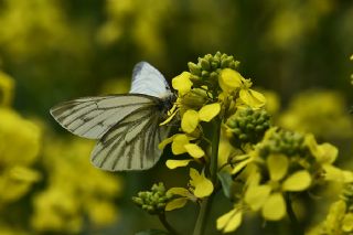 Yalanc Beyazmelek (Pieris pseudorapae)